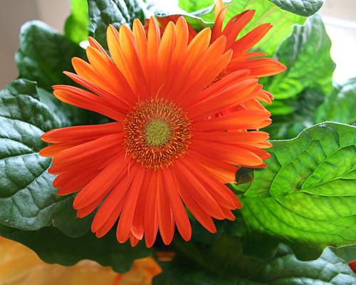 gerber daisy